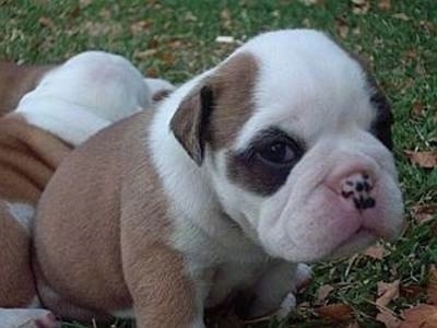 Close up - A brown with white and black circles around its eyes Australian Bulldog puppy is sitting in a lawn with other Australian Bulldog Puppys behind it.